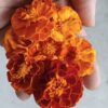 Edible Marigold Flowers [25ct.] - Image 2