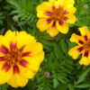 Marigold (Naughty Marietta) Seedlings [Palm Coast, Florida]