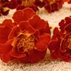 Edible Marigold Flowers [25ct.] - Image 4